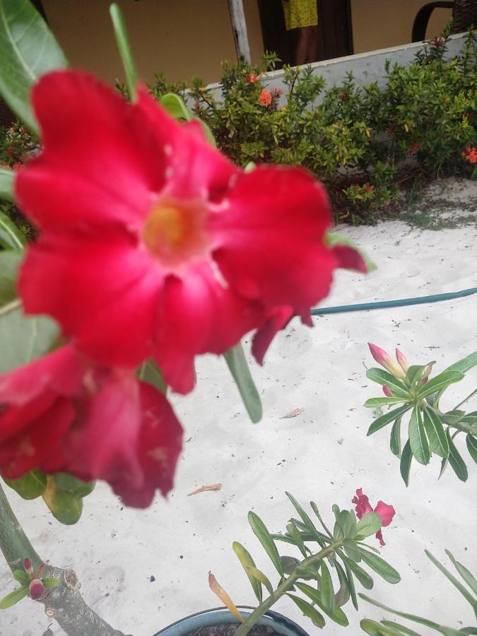 Pousada Flor Do Deserto - Mandacaru Santo Amaro do Maranhao Eksteriør bilde